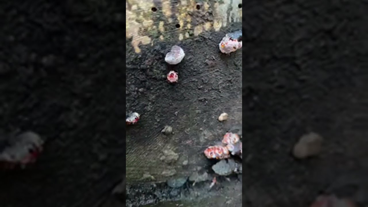 Fungi Live: In the forest looking for fungi