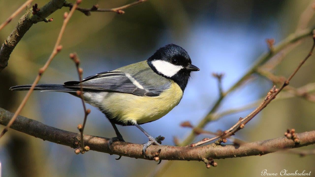 chants et cris de la m&eacute;sange charbonni&egrave;re HD - Calls & songs great tit