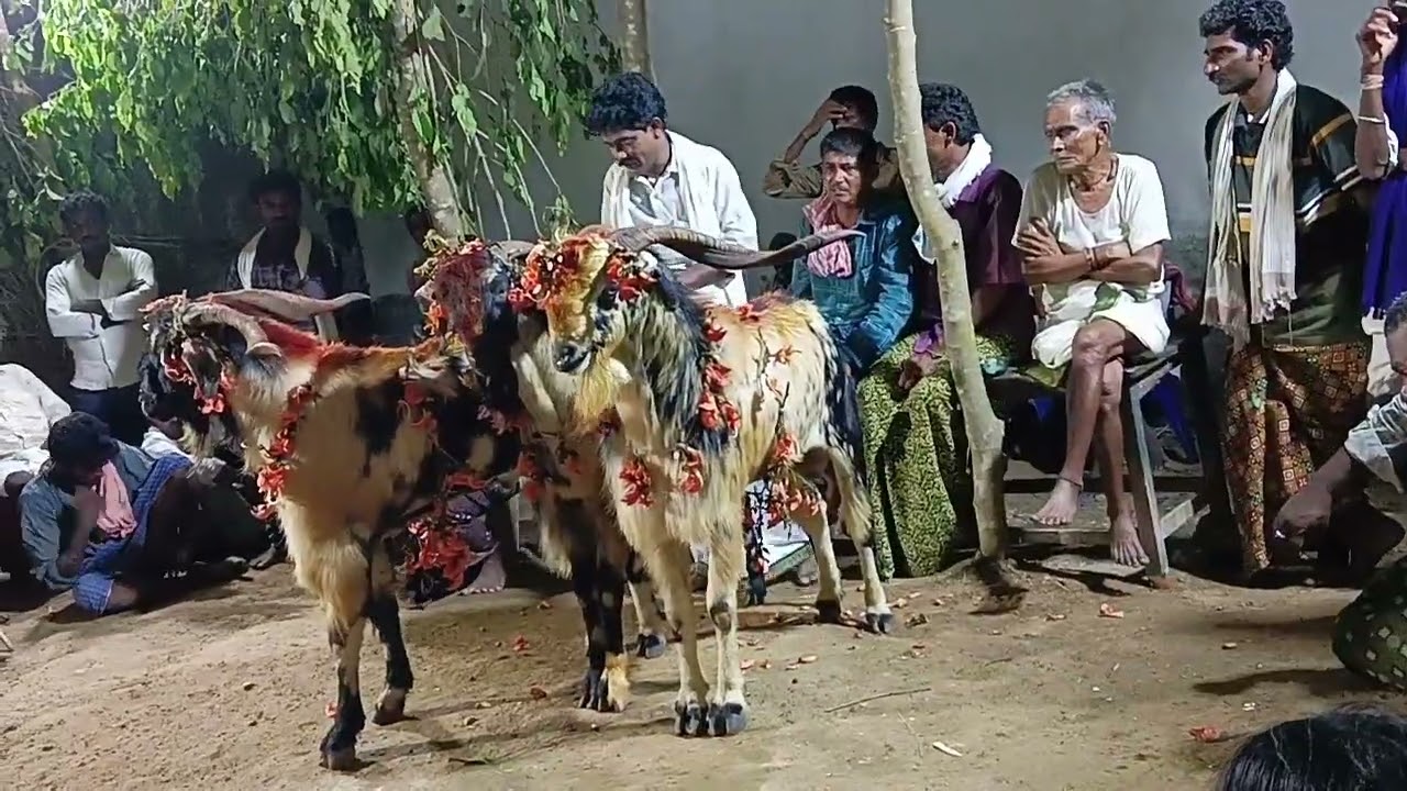 ajjada palle Simhachalam golla chaduvu phone number 7893109510