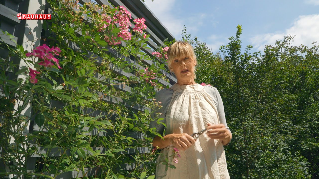 Škola vrtlarstva - razmnožavanje ruža