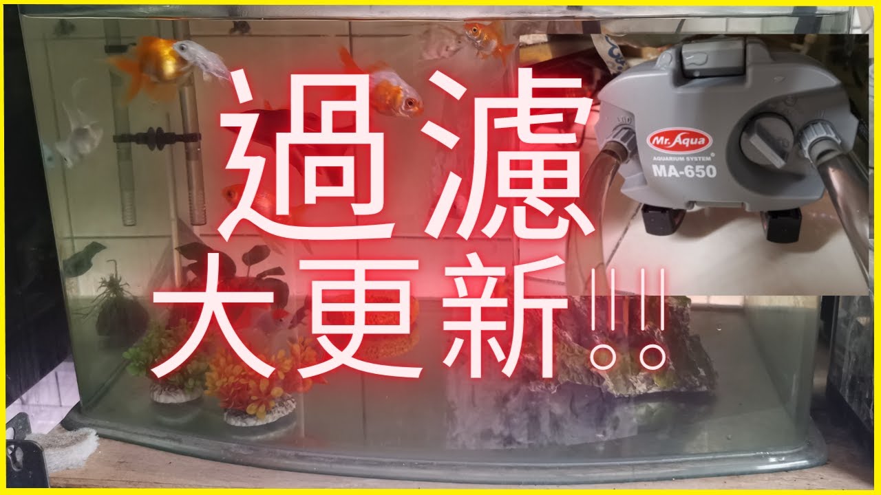 鹽巴養魚分享-金魚缸過濾設備更新!!MA650圓筒過濾器參上!! Update Gold fish tank filter :Mr.aqua MA650!!