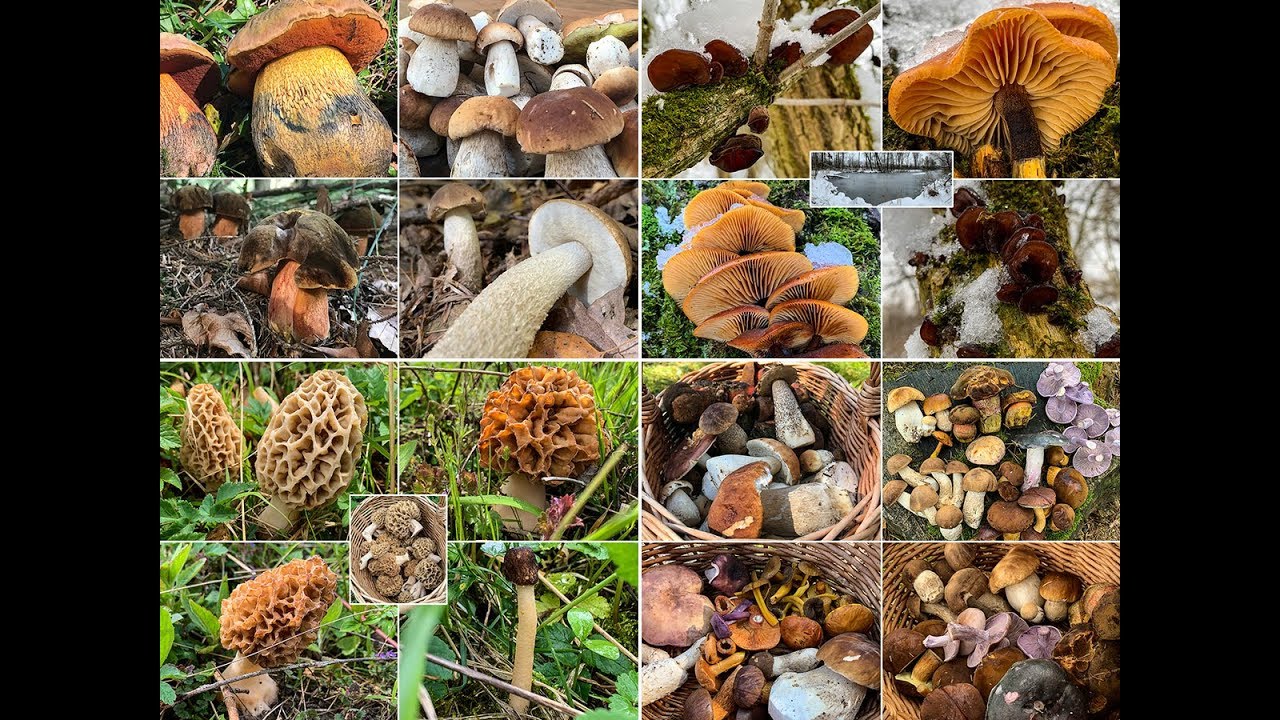 Die besten Speisepilze der letzten 365 Tage | Essbare Pilze im Zeitraum 07.2018 - 07.2019
