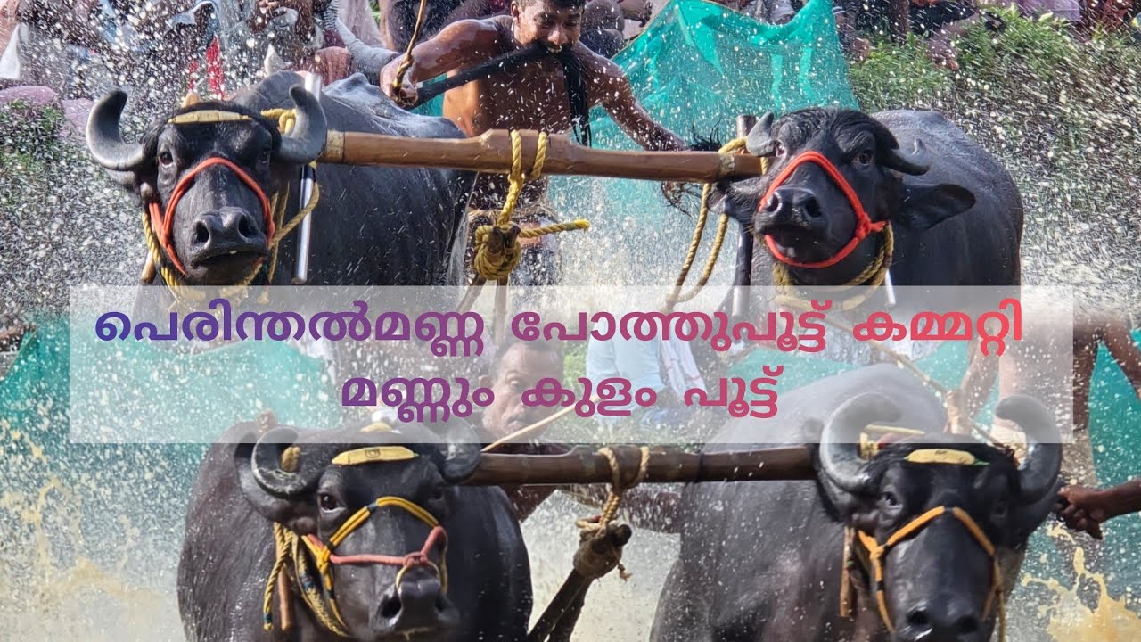 മണ്ണും കുളം പോത്തുപൂട്ട് 22/9/2024