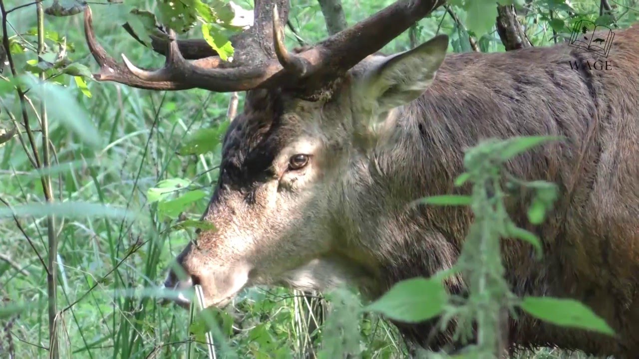 Rothirschbrunft in Mecklenburg