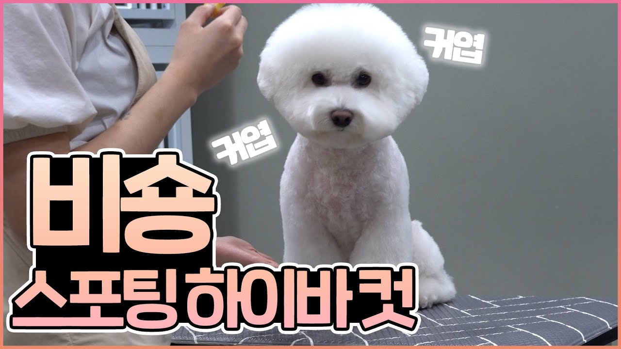 거대몽뇽이의 하이바컷 /비숑 스포팅 하이바 미용 영상
