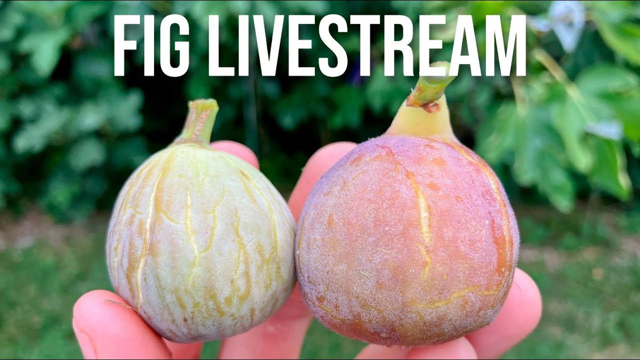 The 2025 Fig Season, Varieties & Important Lessons
