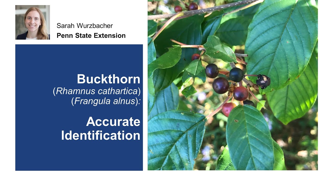 Buckthorn: Accurate Identification