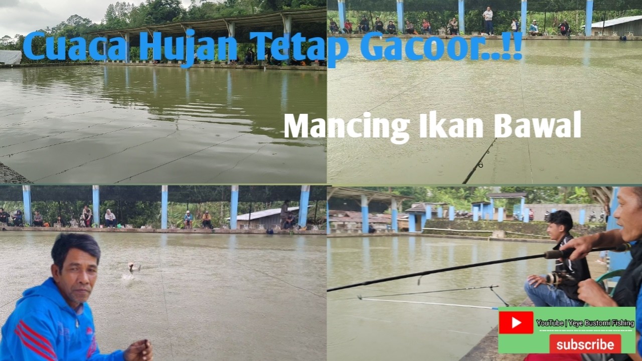 Cuaca Hujan Tetap Gacoor..!! || Mancing Ikan Bawal