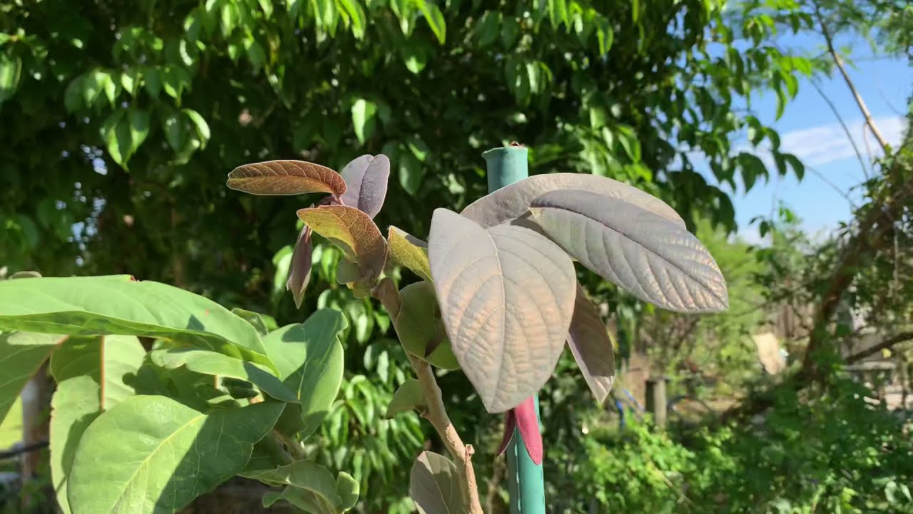 Como va mi árbol de ilama y otras anonas