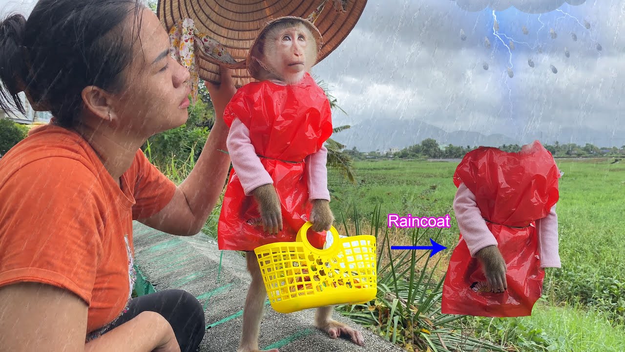 What a surprise!!! Monkey Lyly unexpectedly received a homemade raincoat from her mother
