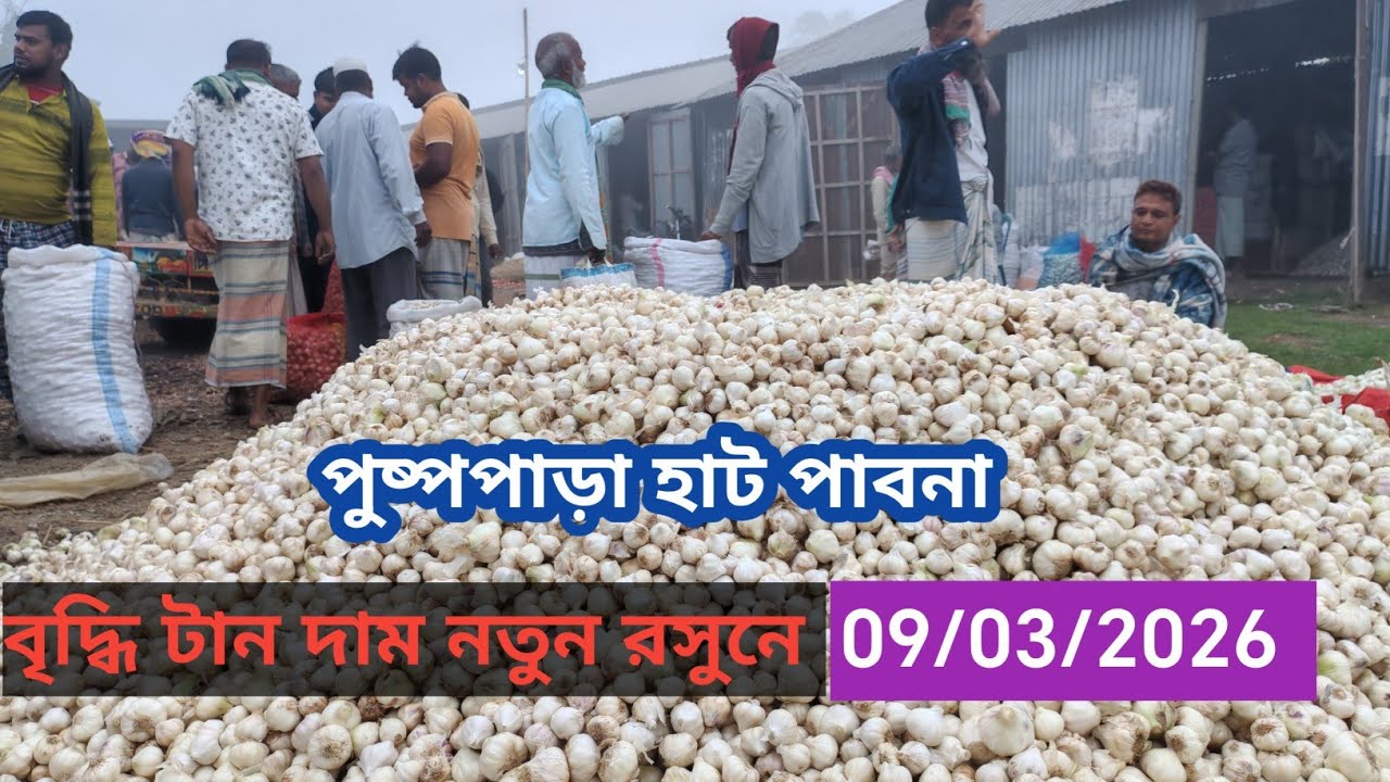 9 March 2026 টান ধরেছে নতুন রসুনের বাজার দামে। আজকের রসুনের বাজার দর। পুষ্পপাড়া হাট পাবনা 