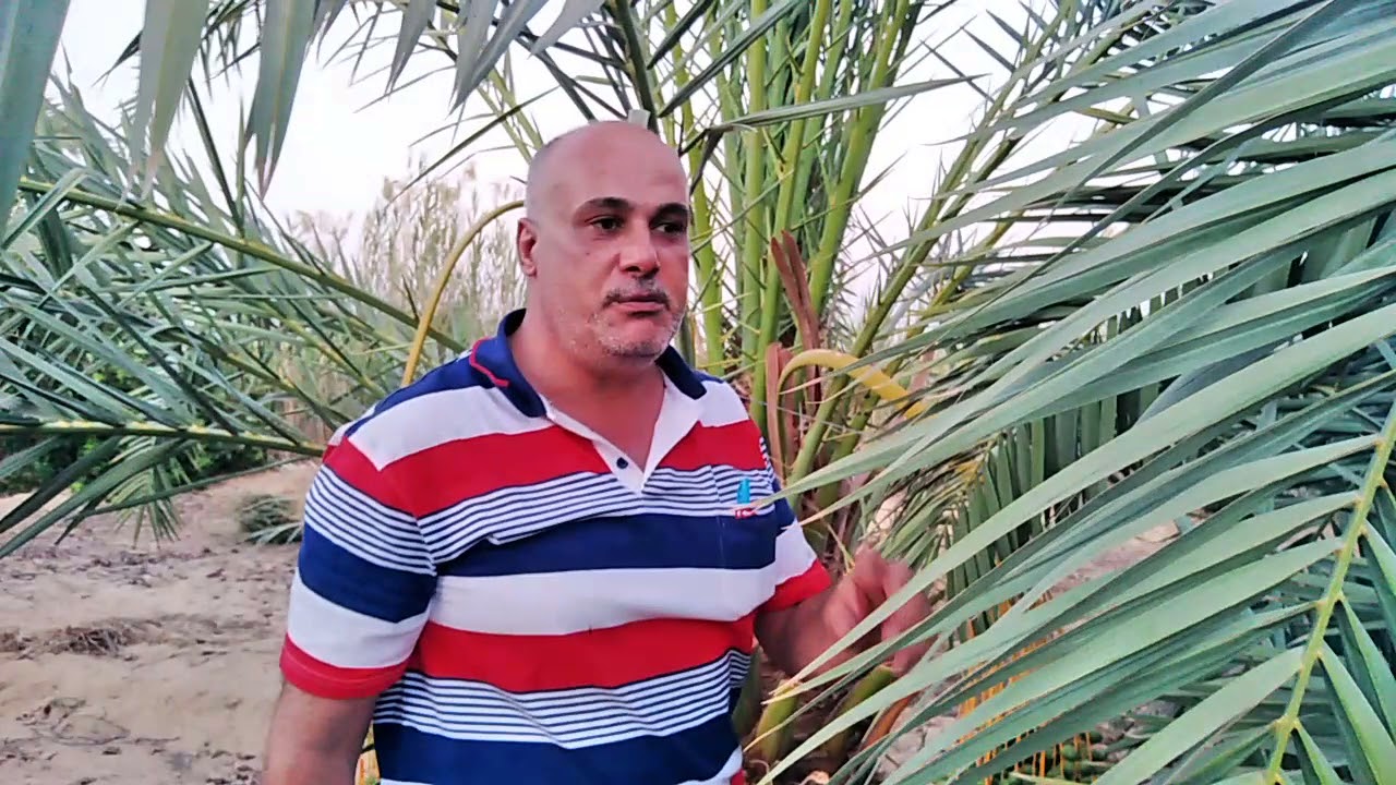 أخطاء مسافات زراعة النخيل