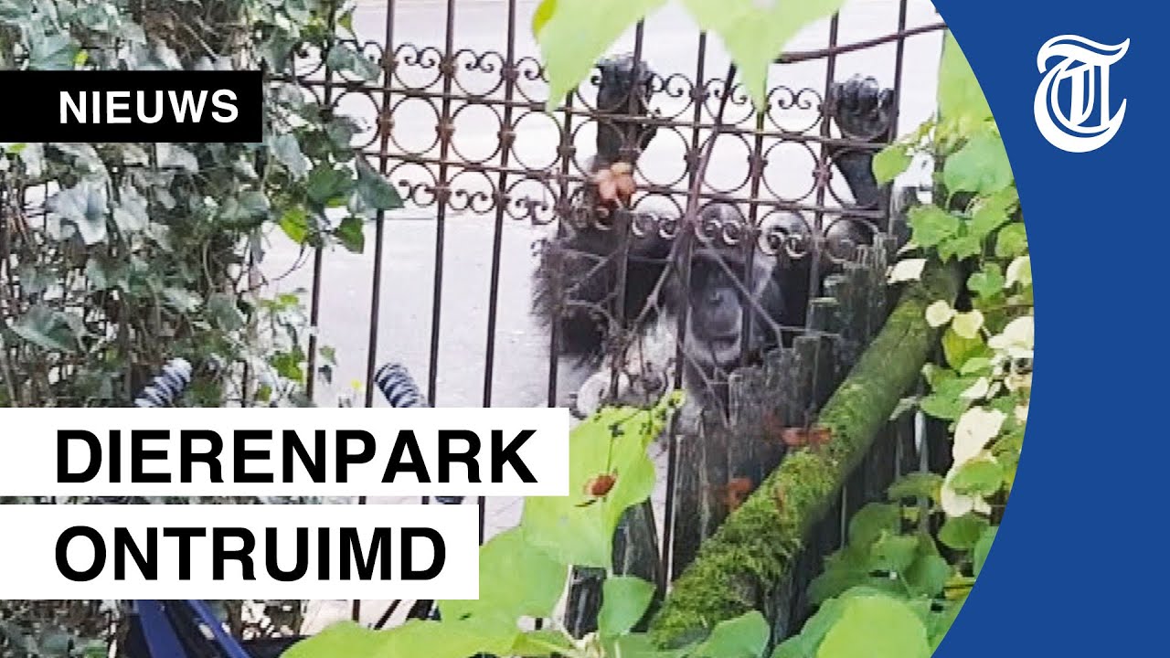 Bezoeker filmt ontsnapte aap Dierenpark Amersfoort
