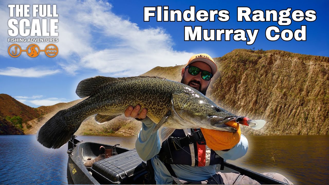 Flinders Ranges Murray Cod | The Full Scale