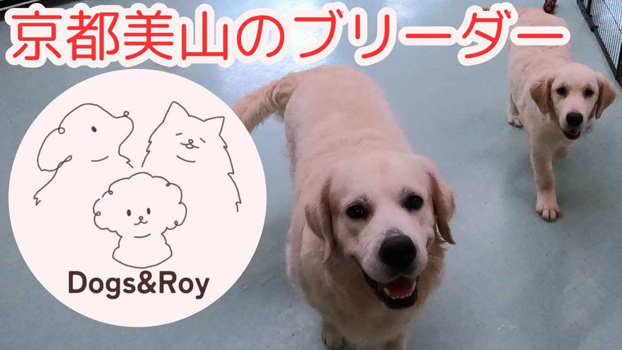 【ブリーダー】 犬舎での日常を配信中！！ #サモエド #ゴールデンレトリーバー  #トイプードル