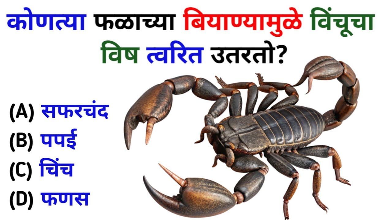 कोणत्या फळाच्या बियाण्यामुळे विंचूचा विष त्वरित उतरतो? | Gk Questions and answer | A1 Gk Marathi 