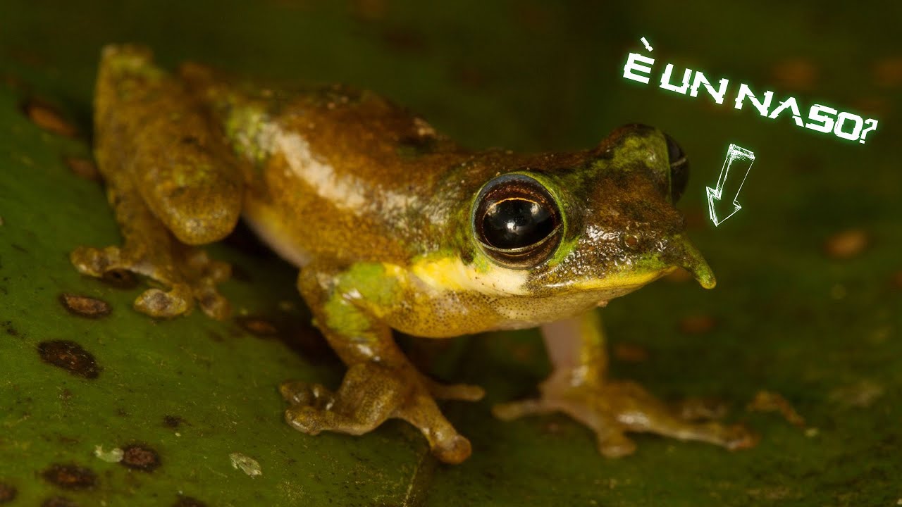 TOP 5 - ANIMALI SCOPERTI DI RECENTE