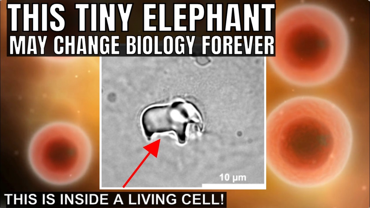 This Tiny Elephant Could Transform Biology!