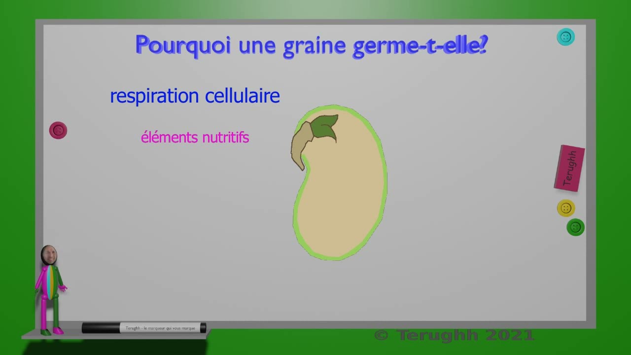 Germination des graines (06/2021)