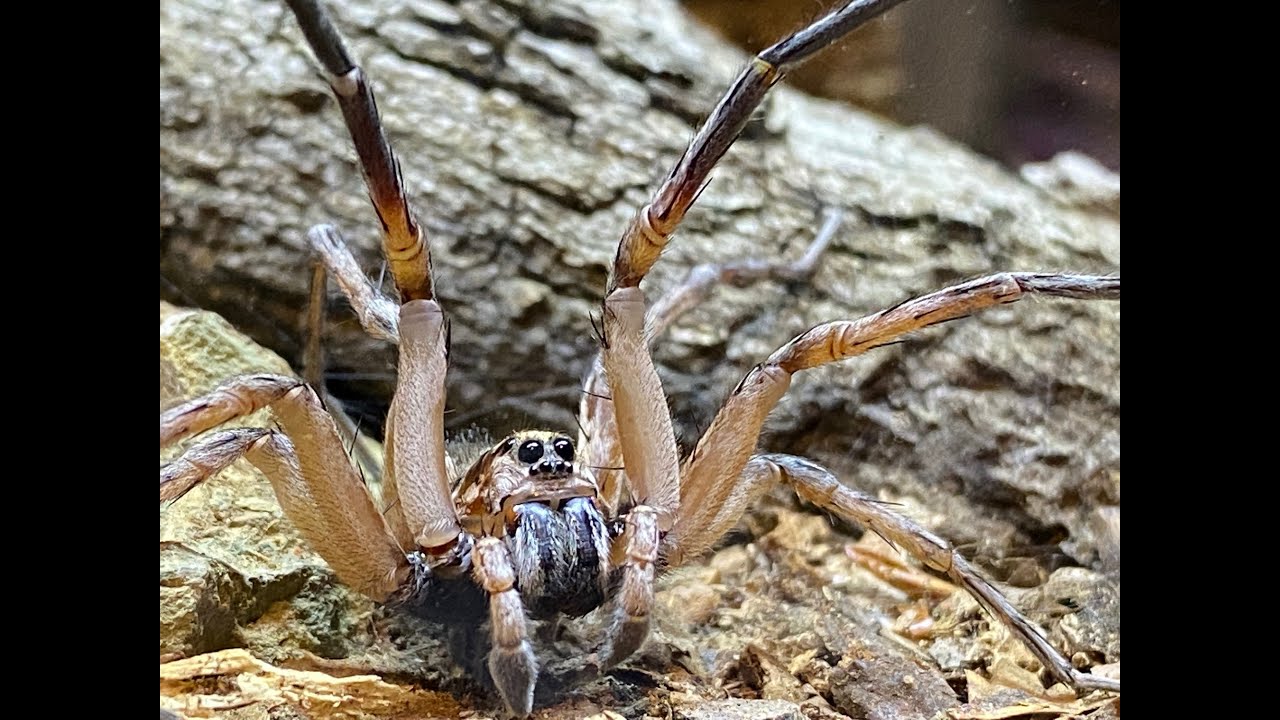 The successful pairing and babies of our  Hogna miami wolf spider