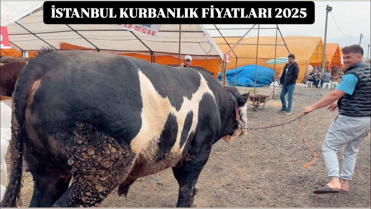 İSTANBUL KURBANLIK FİYATLARI (CANLI PAZARLIKLAR) BÜYÜK TOSUNU TARTTIK