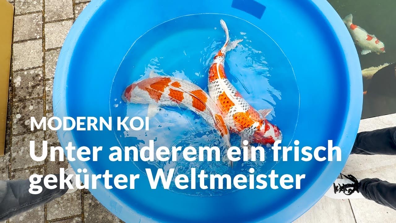 Christine bekommt ihre neuen Traum-Konishis | Modern Koi Blog #7449