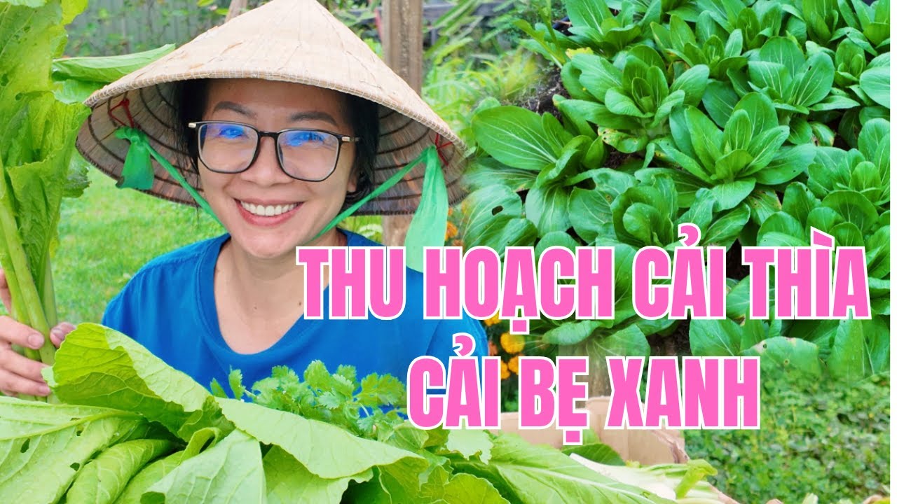 Thu Hoạch Rau Sạch - Thành Quả Bất Ngờ - Cải Thìa - Cải Bẹ Xanh Siêu To Tại Vườn Rau Nhà Trồng