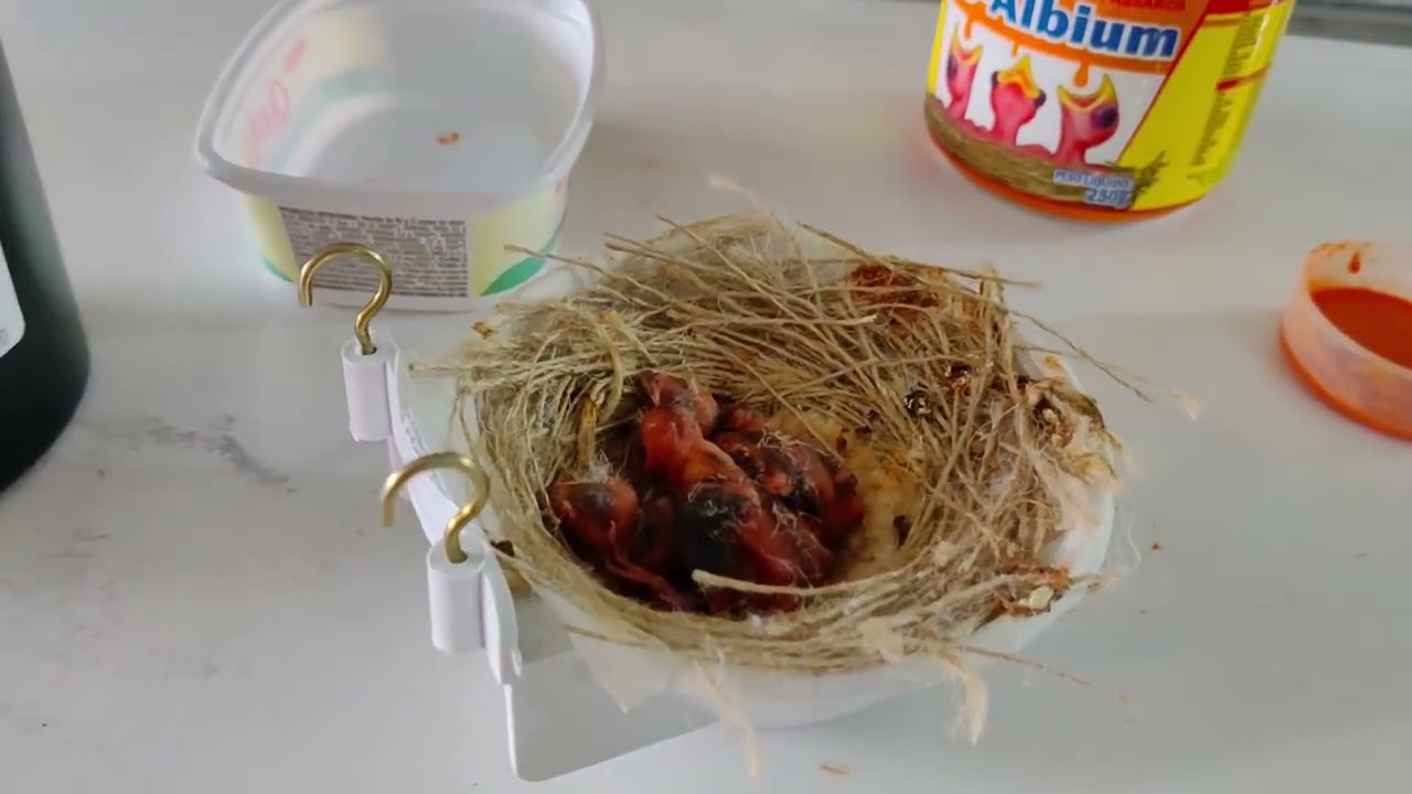 Como fazemos a papinha no Canaril Angels.