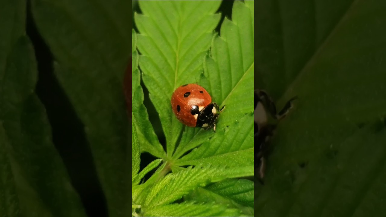 GrowLounge🐞🪴🤯 #love #nature #yt #please #usa #canada #russia #t&uuml;rkiye #iran #israel #trump #hamaney