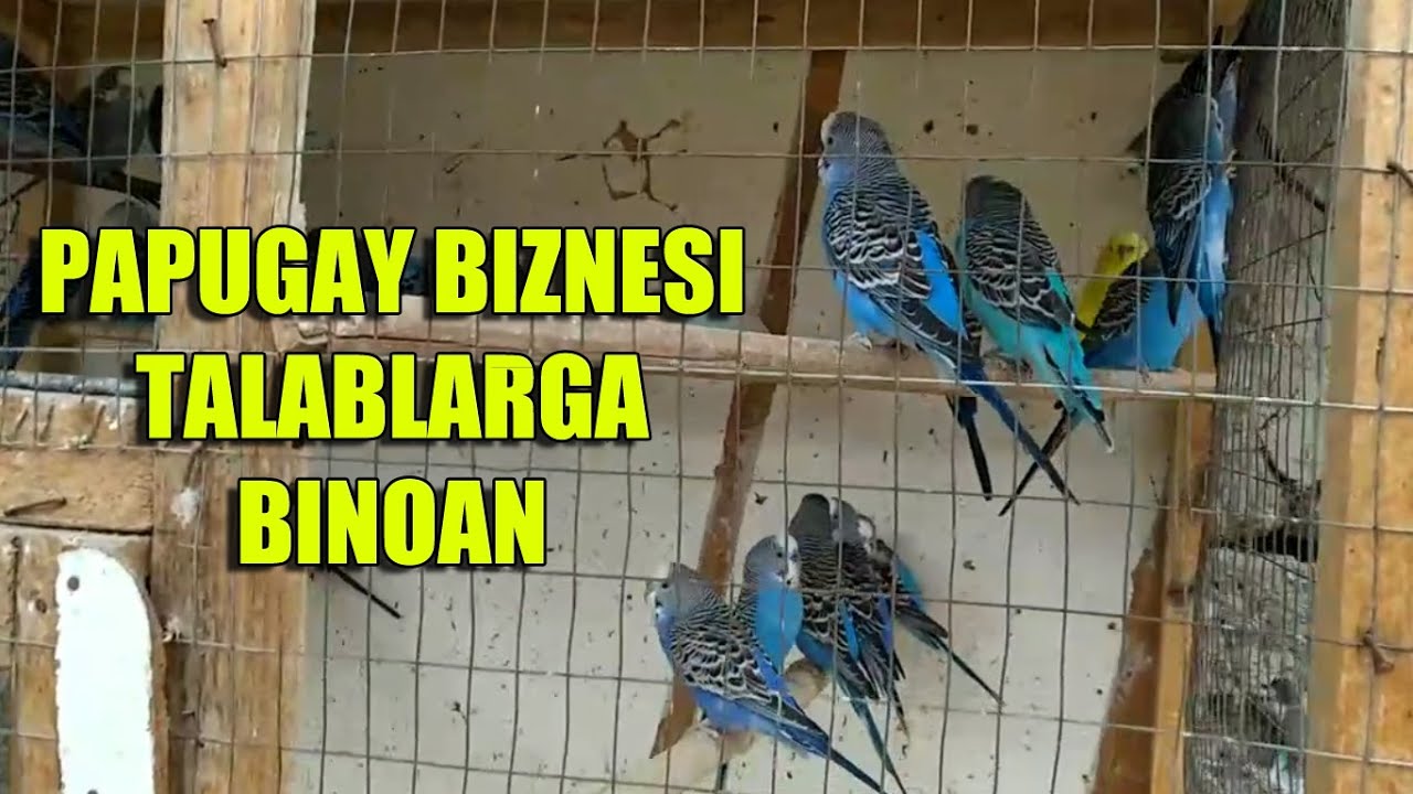 KABUTAR VA PAPUGAYLAR OBUNACHILARIMIZ TALABIGA BINOAN
