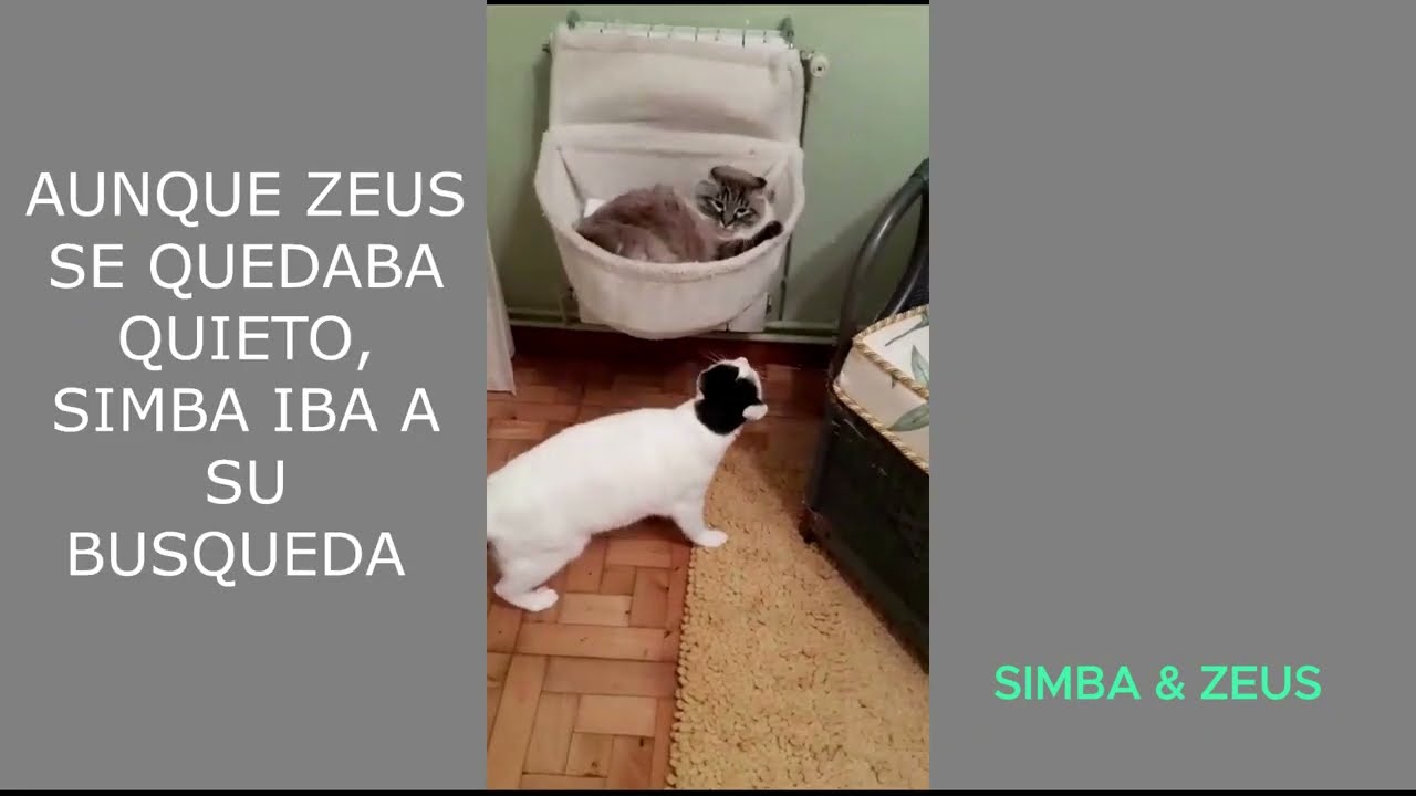 LA AGRESIVIDAD ENTRE GATOS &iexcl;TIENE SOLUCION!