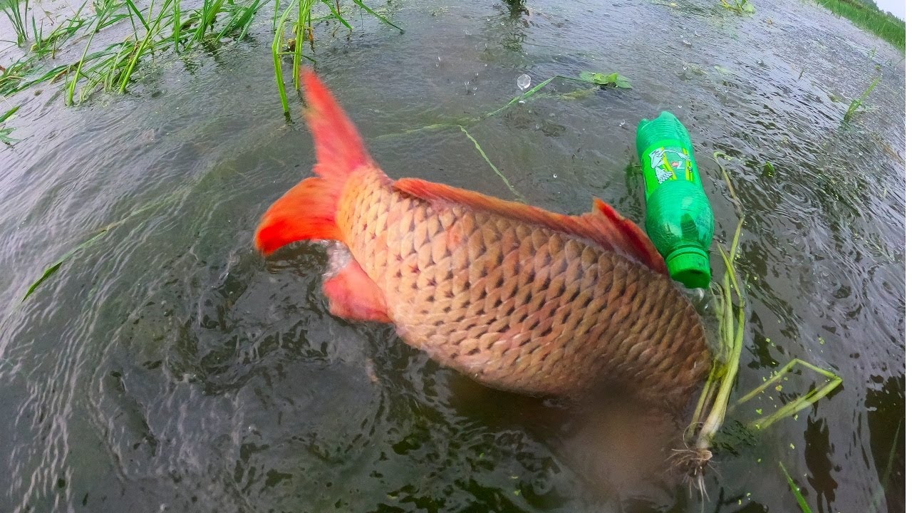Unique Fish Trap With Bottle And Hook! Fishing In Rainy Season!