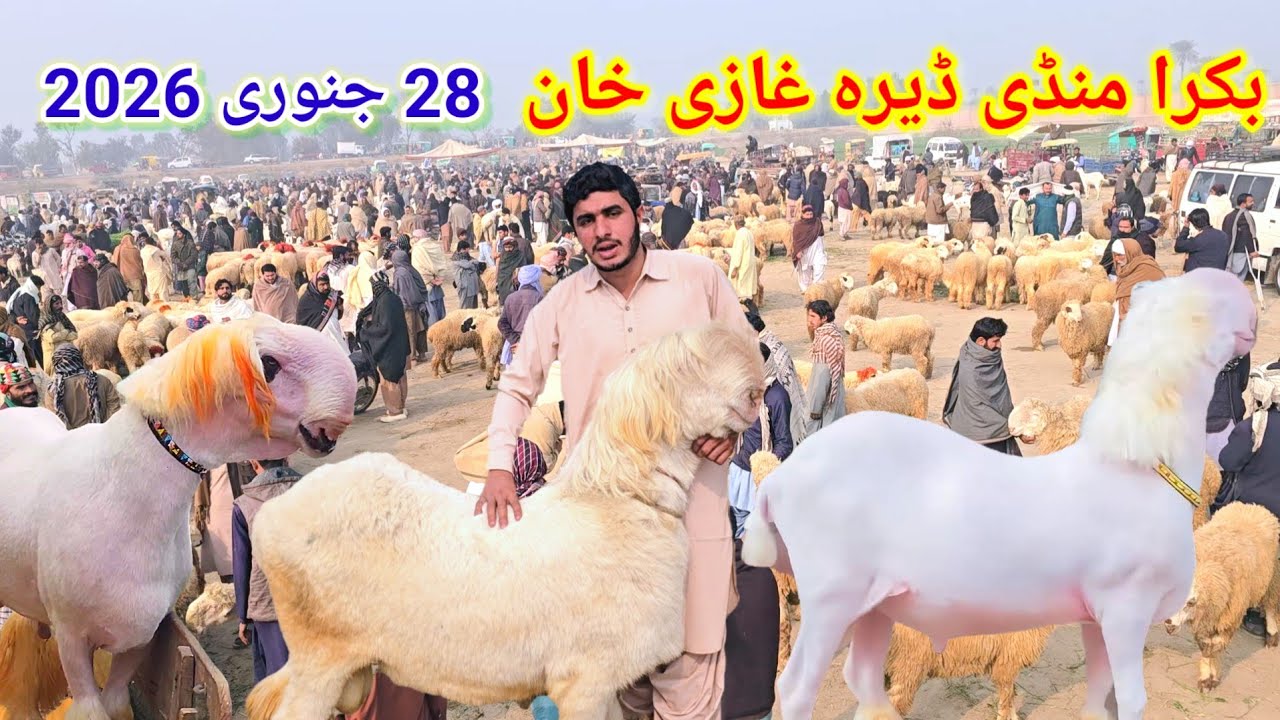 28 January 2026 بکرا منڈی ڈیرہ غازی خان بدھ کے دن پاکستان کی سب سے بڑی سستی منڈی کا جائزہ لیں 