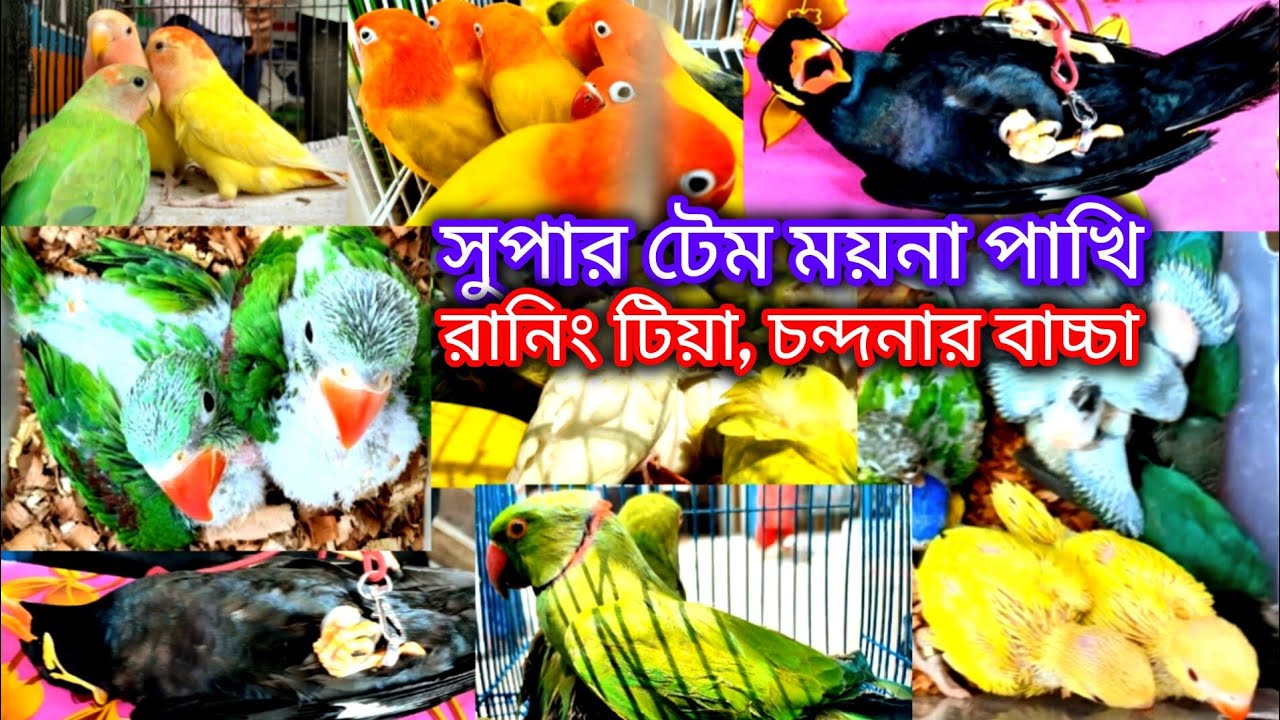 সুপার টেম ময়না পাখি, জীবনে প্রথম দেখলাম। সাথে ছিলো সবুজ টিয়া চন্দনার বা-চ্চা সহ রঙিন পাখি। মিরপুর ১৩
