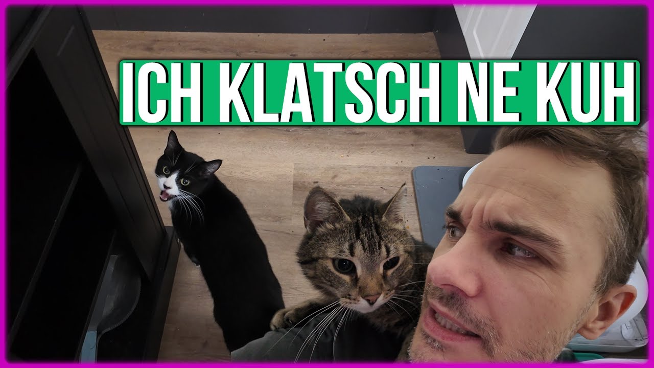Wie sieht ein Morgen mit Katzen aus? Ein ganz normaler Katzenalltag