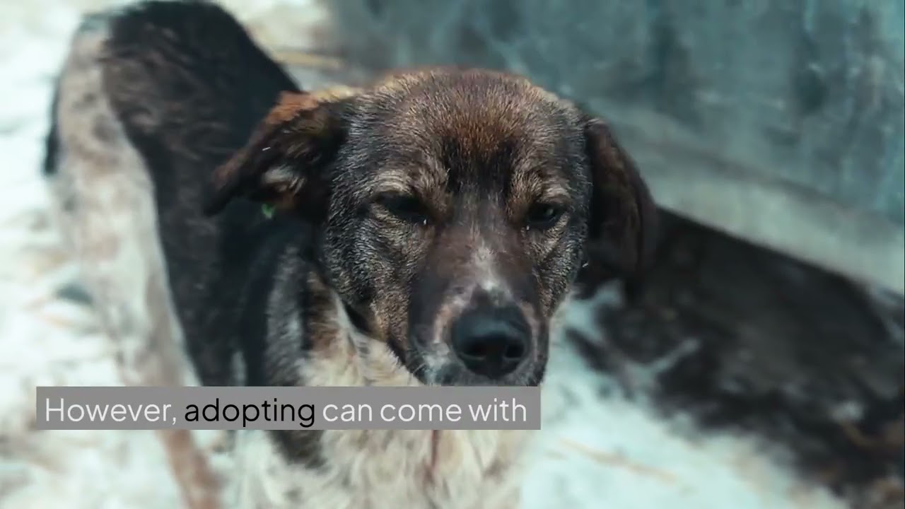 Should I Adopt or Buy From a Breeder