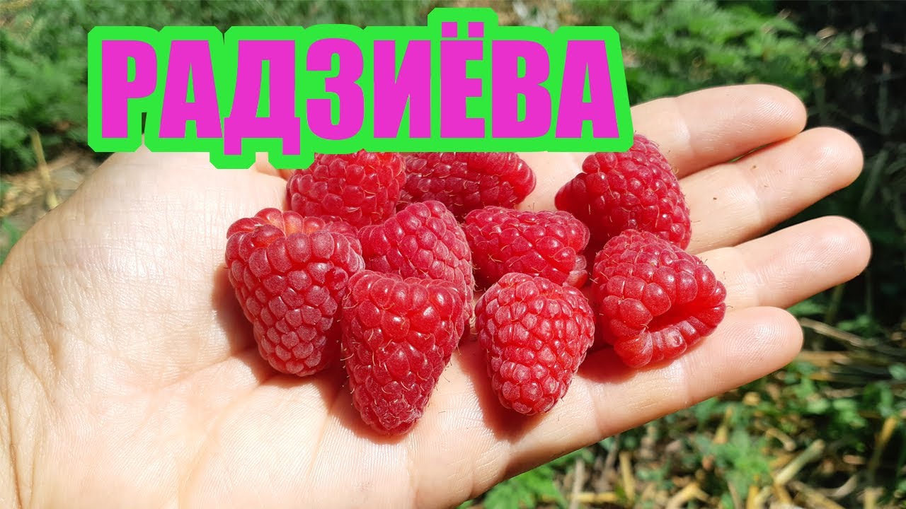 Малина Радзиёва