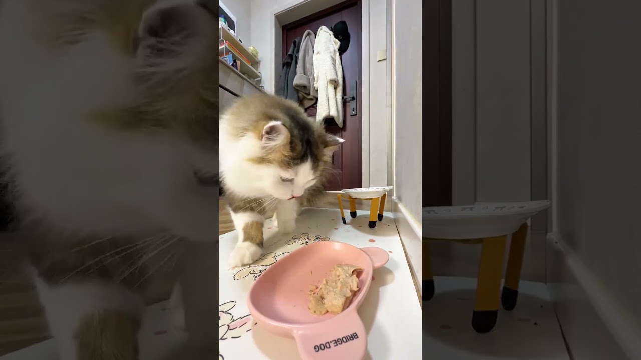 VlogAnother simple day #vlog Daily Life#Pet vlog#Cat grass main food meal pack#vlog 1 Bill