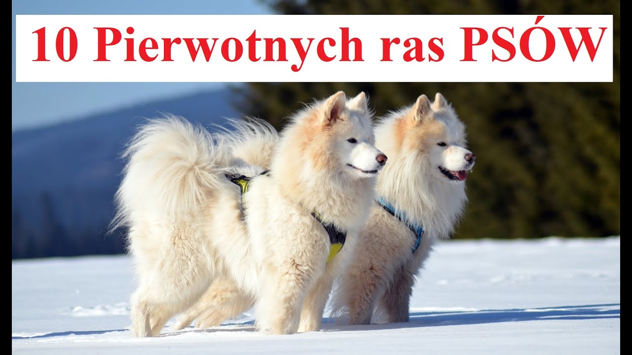 10 PIERWOTNYCH ras Psów