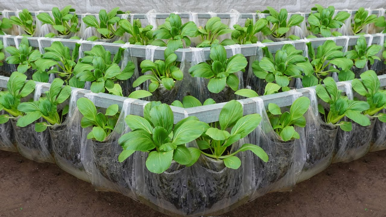 Smart idea! growing vegetables in plastic bags and surprising results