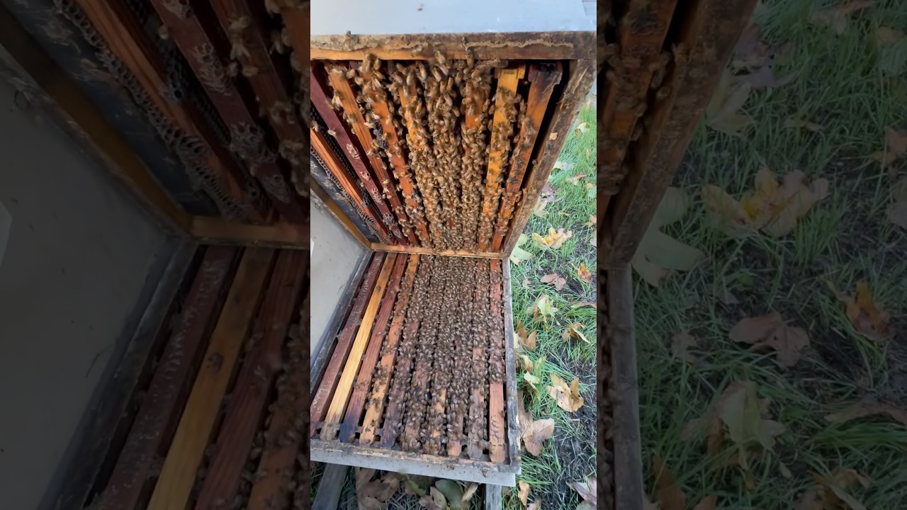 Opening more hives to check and get ready for almond season. 