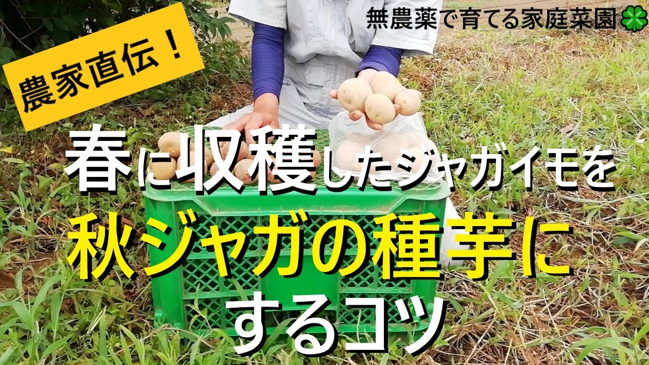 【秋ジャガイモ】品種選びと春ジャガイモを種芋にする時の注意点【有機農家直伝！無農薬で育てる家庭菜園】　22/8/27