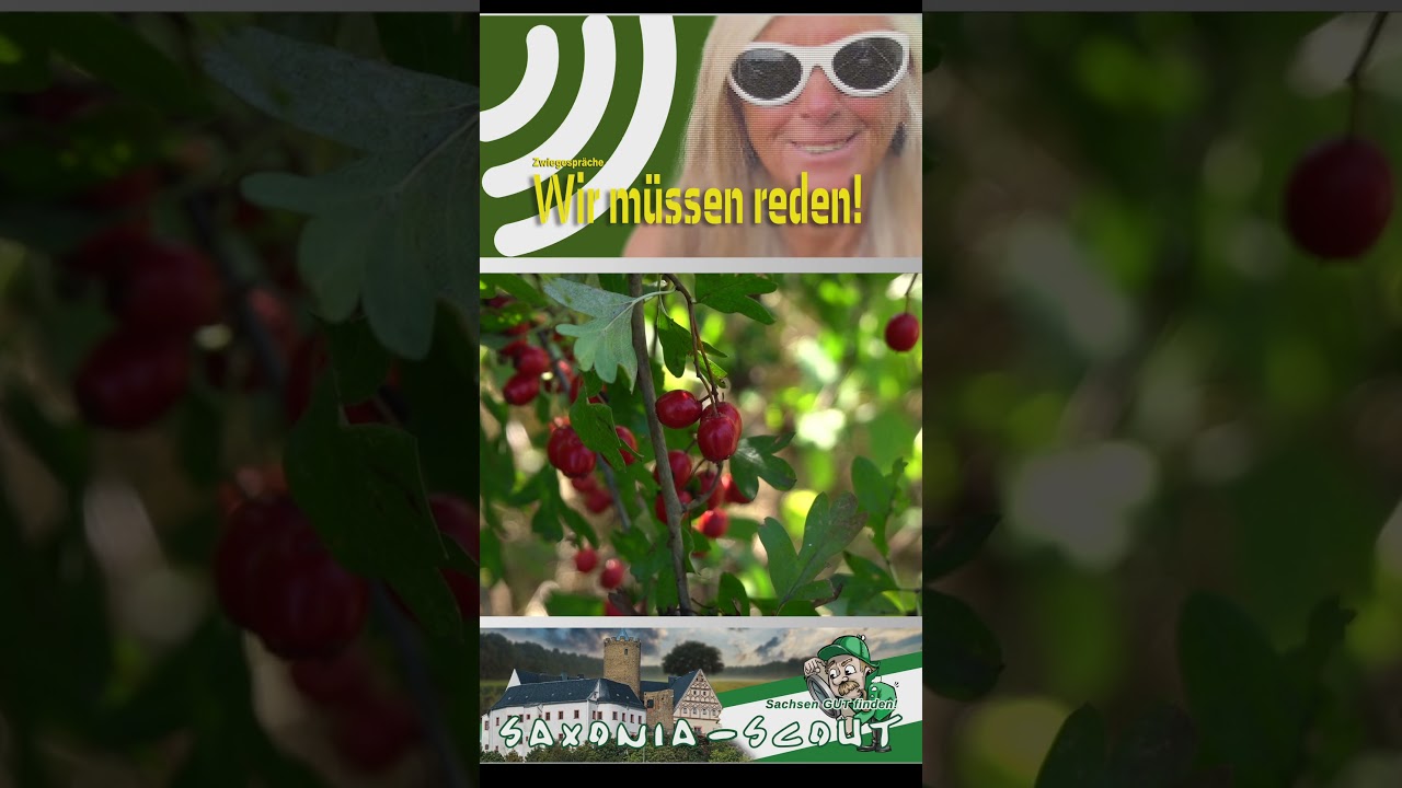 Zwiegespr&auml;che 1242/36 - 2023: Weissdorn am Plauberg