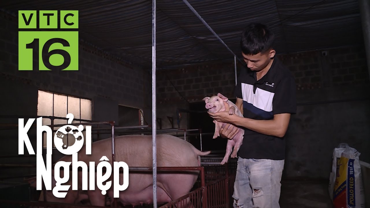 Nuôi lợn nái sinh sản, nông hộ thu lãi hơn 200 triệu đồng ngày lứa đầu tiên | VTC16