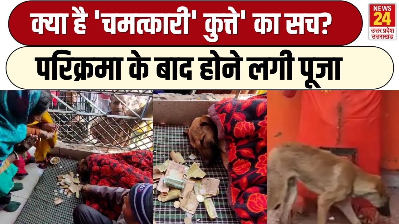 Bijnor Viral Dog : 4 दिन तक की मंदिर में मूर्ति की परिक्रमा, अब होने लगी कुत्ते की पूजा, जानिए सच