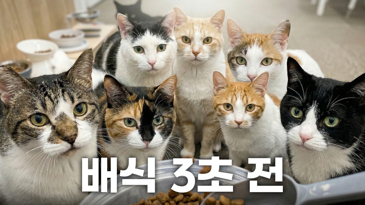 출근하자마자 19마리 고양이 밥주기