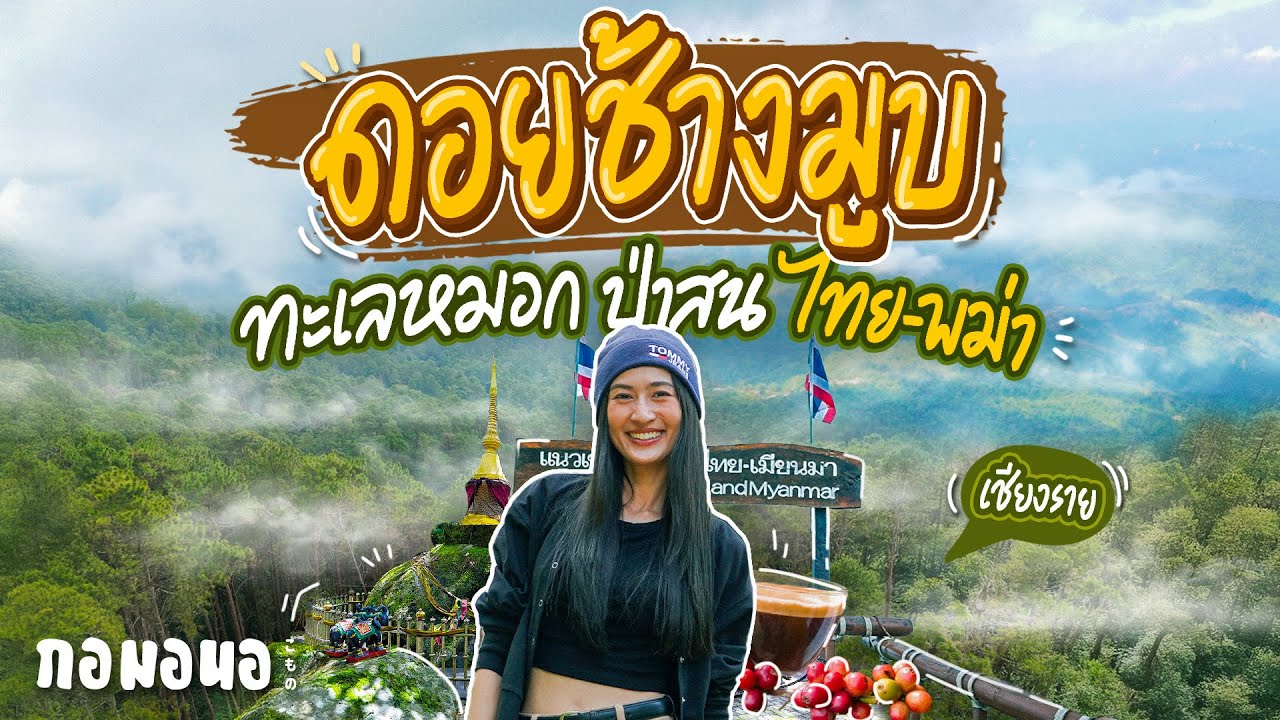 ขึ้นดอยดูหมอกเขตชายแดน จิบกาแฟในป่าสน สักการะพระธาตุ ที่ “ดอยช้างมูบ” เชียงราย | กอมอนอ
