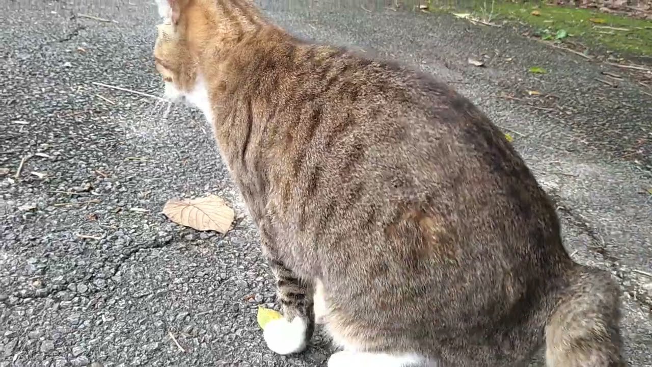 もっちりモーニング #猫動画 