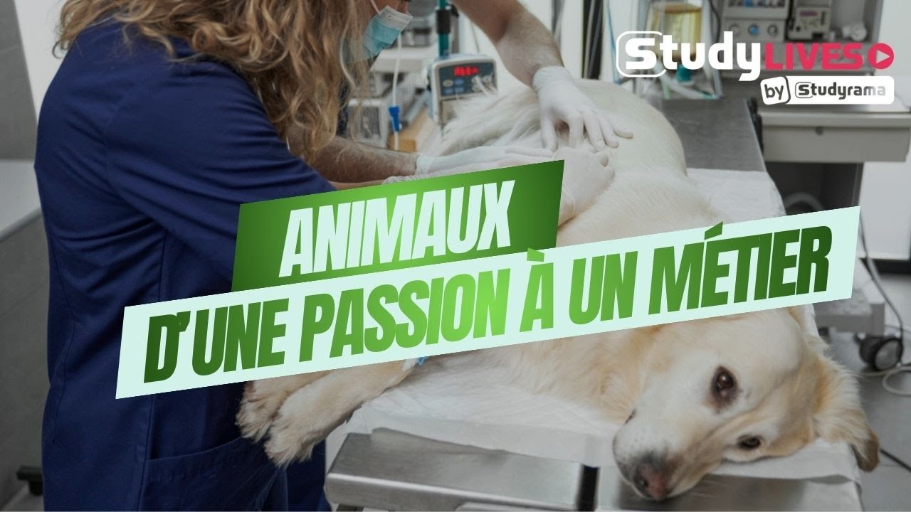 Faites de votre passion pour les animaux votre métier !