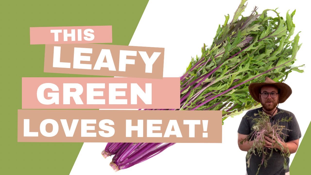 Growing Mizuna- Heat Tolerant Leafy Greens for Your Garden